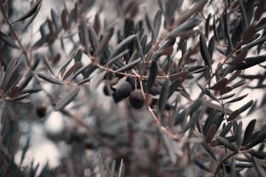 Could IDaaS be the olive branch between security and developers?