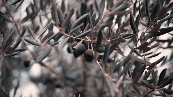 Could IDaaS be the olive branch between security and developers?